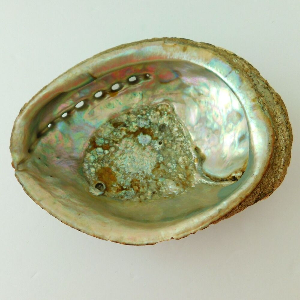 6.5 Inch Natural Abalone Shell, Thick Heavy Barnacles Vintage 323g